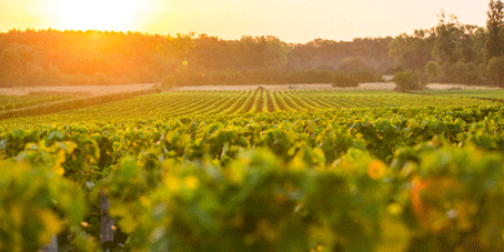 Pessac Leognan Vignoble